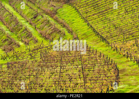 Muster in abgestuften Bereich Terrassen, im Herbst nach der Weinlese, Alto Douro Port Wine Region, Portugal Stockfoto
