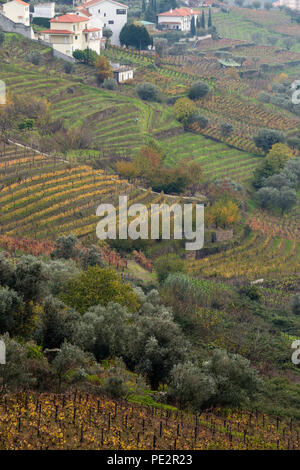 Muster in abgestuften Bereich Terrassen, im Herbst nach der Weinlese, Alto Douro Port Wine Region, Portugal Stockfoto