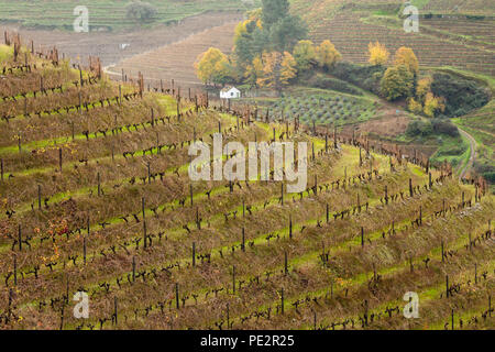 Muster in abgestuften Bereich Terrassen, im Herbst nach der Weinlese, Alto Douro Port Wine Region, Portugal Stockfoto