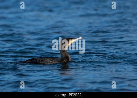 Ein Kormoran (Phalacrocorax carbo) Schwimmen in schöne blaue Loch Wasser, Loch Flotte, Sutherland, Schottland, UK Stockfoto