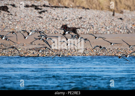 Ein Hund läuft mit einer wader Roost und erschreckte die Vögel in Flug, Loch Flotte Naturschutzgebiet, Sutherland, ScotlandUK Stockfoto