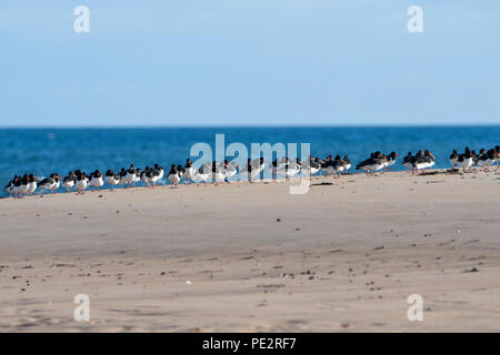 Eine Herde von Eurasischen Austernfischer (Haematopus ostralegus) Rastplätze am Strand an der Coul Links, Loch Flotte, Sutherland, Schottland, UK Stockfoto