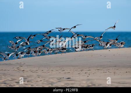 Eine Herde von Eurasischen Austernfischer (Haematopus ostralegus) Landung am Strand an der Coul Links, Loch Flotte, Sutherland, Schottland, UK Stockfoto