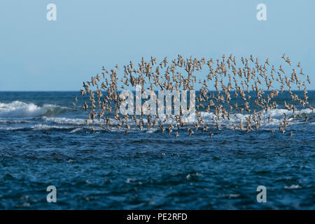 Eine Herde der Alpenstrandläufer (Calidris alpina) Fliegen über Loch Flotte, Sutherland, Schottland, UK Stockfoto