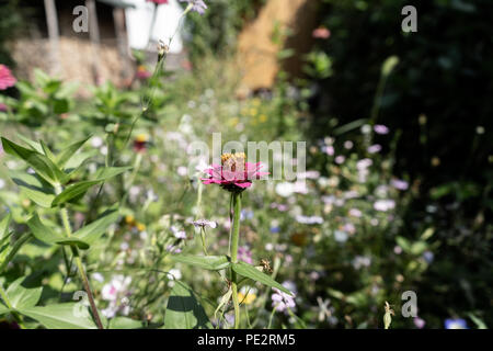 Schöne Blumenwiese mit vielen verschiedenen Blumen und Blüten Stockfoto