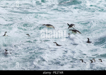 Kinnriemen Pinguine schwimmen im rauhen Wellen in der Antarktis Stockfoto