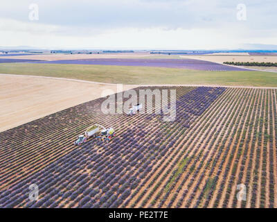 Lavendel Ernte, Luftaufnahme von Landwirt Traktor Ernte Blumen für Parfüm in der Provence, Frankreich Stockfoto