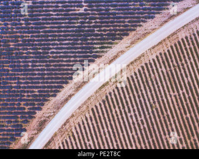 Antenne Geometrie Landschaft Draufsicht, Straße zwischen Lavendelfeldern, drone Fotografie Stockfoto