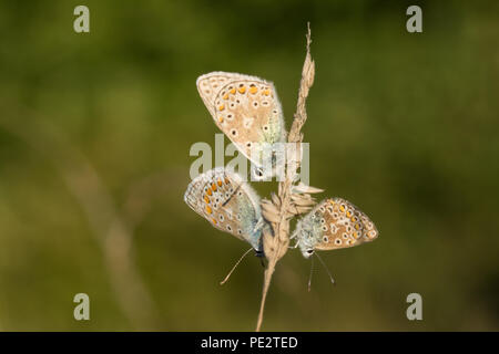 Gemeinsame blaue Schmetterlinge (Polyommatus icarus) Rastplätze auf Gras Stammzellen kurz vor Sonnenuntergang Stockfoto