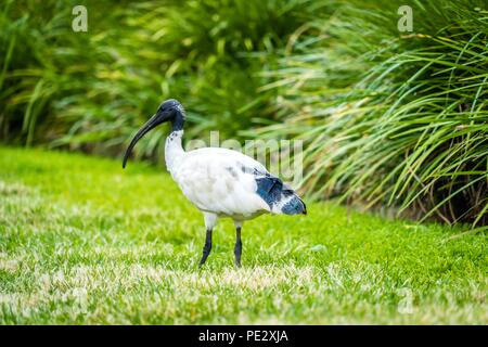Australian white ibis Threskiornis Molukken in einem Park in Brisbane. Stockfoto