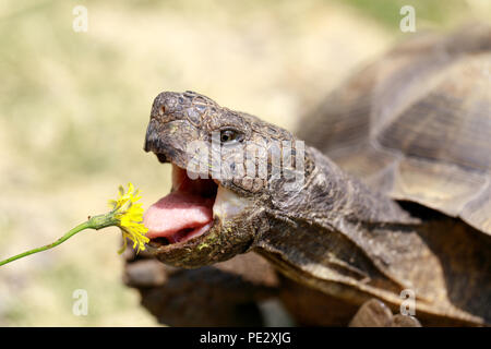 Captive erwachsenen männlichen Kalifornien Wüste Schildkröte essen Löwenzahn. Stockfoto