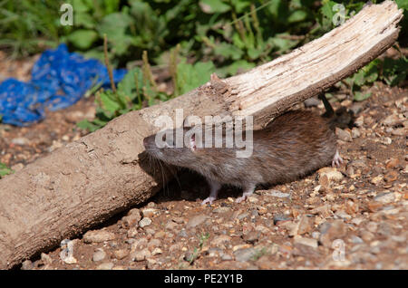 Braune Ratte (Rattus norvegicus), Brent Behälter, auch als Walisischen Harfe Reservoir, Brent, London, Vereinigtes Königreich bekannt Stockfoto