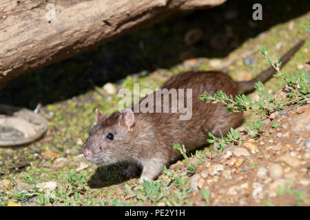 Braune Ratte (Rattus norvegicus), Brent Behälter, auch als Walisischen Harfe Reservoir, Brent, London, Vereinigtes Königreich bekannt Stockfoto