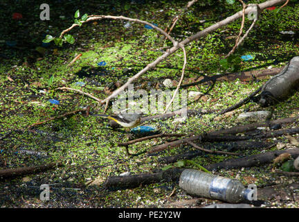 Nach Gebirgsstelze (Motacilla cinerea), auf schwimmenden Müll in einer verschmutzten Flusses, Brent River, in der Nähe von Brent Reservoir, London, Vereinigtes Königreich Stockfoto