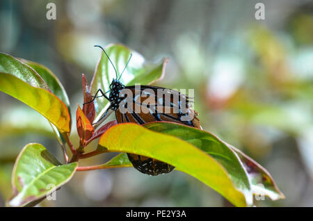 Golden Monarch (danaus Plexippus) Schmetterling, Pollen von Butterfly Weed (Asclepias Tuberosa), Florida, USA Stockfoto