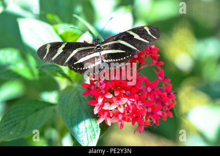 Zebra striped Schmetterling (Heliconius charithonia) sammeln Pollen Stockfoto