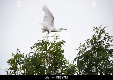 Seidenreiher (Egretta garzetta), Flucht, Brent River, in der Nähe von Brent Behälter, auch als Walisischen Harfe Reservoir, nördlich von London, Vereinigtes Königreich bekannt Stockfoto