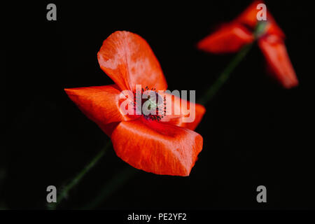 Zwei helle Rot (orange crimson Scarlet) Mohn Blumen auf schwarzem Hintergrund Stockfoto