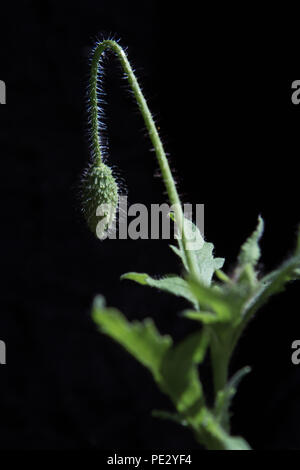 Eine ungeöffnete poppy Kopf bereit zu blühen. Stockfoto