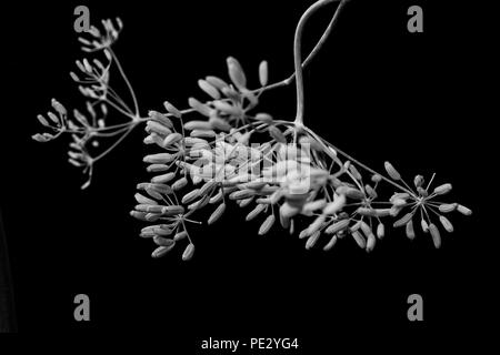 Fenchel Samen Köpfen auf einem schwarzen Hintergrund isoliert Stockfoto
