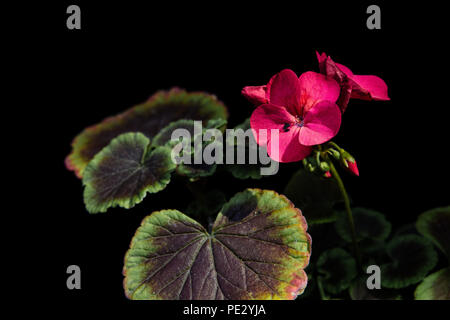 Geranien (Pelargonien) auf schwarzem Hintergrund Stockfoto