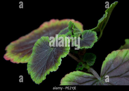 Geranien (Pelargonien) auf schwarzem Hintergrund Stockfoto