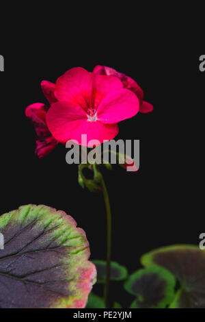 Geranien (Pelargonien) auf schwarzem Hintergrund Stockfoto