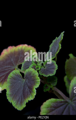 Geranien (Pelargonien) auf schwarzem Hintergrund Stockfoto