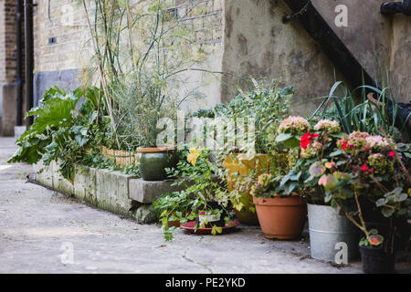 Ein Städtischer Garten mit Blumentöpfe mit Blumen, Gemüse und Kräuter in einem konkreten Hinterhof gepflanzt Stockfoto