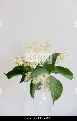 Holunderblüten in einer Vase Stockfoto