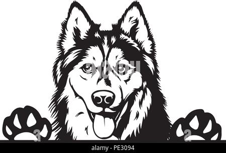 Siberian Husky Hunderasse Haustier Welpen isoliert Kopf Gesicht Stock Vektor