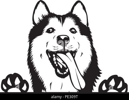 Siberian Husky Hunderasse Haustier Welpen isoliert Kopf Gesicht Stock Vektor