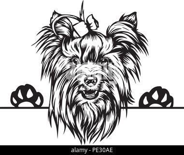 Yorkshire Terrier Yorkie Hund Rasse Haustier Welpen isoliert Kopf Gesicht Stock Vektor