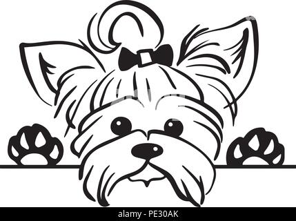 Yorkshire Terrier Yorkie Hund Rasse Haustier Welpen isoliert Kopf Gesicht Stock Vektor