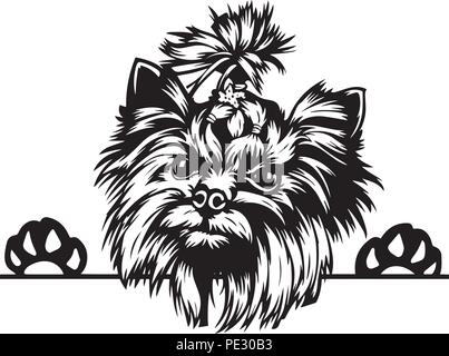 Yorkshire Terrier Yorkie Hund Rasse Haustier Welpen isoliert Kopf Gesicht Stock Vektor