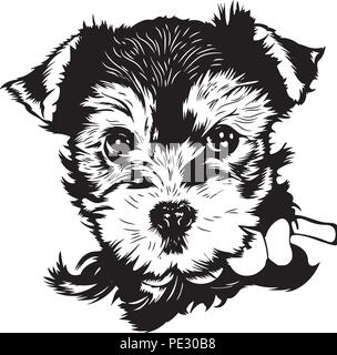 Yorkshire Terrier Yorkie Hund Rasse Haustier Welpen isoliert Kopf Gesicht Stock Vektor
