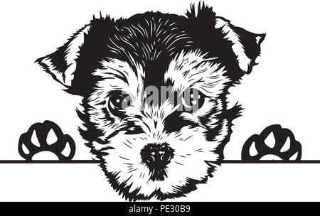 Yorkshire Terrier Yorkie Hund Rasse Haustier Welpen isoliert Kopf Gesicht Stock Vektor