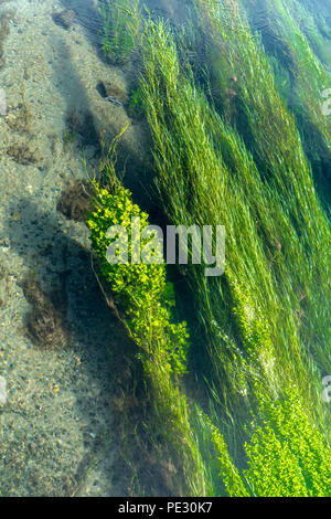 Wasserpflanzen in Blue Springs in Neuseeland Waikato sauber und grün reines Wasser Fluss über Wasser vegetaion in Neuseeland Waikato Stockfoto