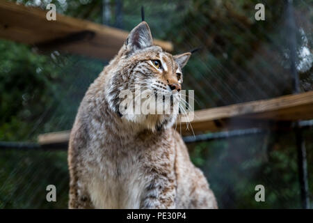 Wilden amerikanischen Bobcat, seine Umgebung beobachten in einem Käfig auf ein Heiligtum Stockfoto