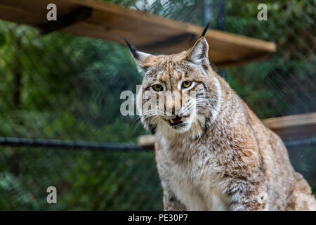 Wilden amerikanischen Bobcat seine Zähne zeigt, mit Blick direkt in die Kamera in einem Käfig auf ein Heiligtum Stockfoto