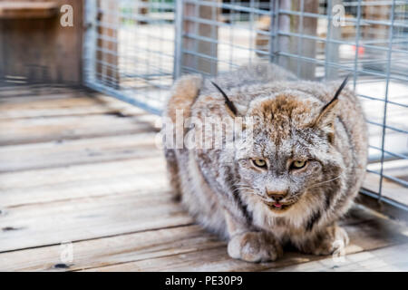 Wilden kanadischen Luchs essen und Suchen straignt an der Kamera, in einem Käfig auf ein Heiligtum Stockfoto