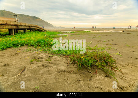 Pfützen und Gras in den Sand am Strand an einem nebligen Nachmittag in Stinson Beach, Kalifornien Stockfoto