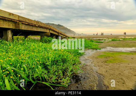 Pfützen und Gras in den Sand am Strand an einem nebligen Nachmittag in Stinson Beach, Kalifornien Stockfoto