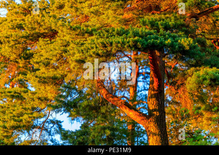 Grün und goldgelb Herbst Blätter hängen von der sonnenbeschienenen Birke Zweige an einem sonnigen Tag kurz vor Sonnenuntergang Stockfoto