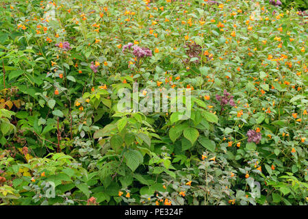 Spätsommer Feuchtgebiet Blumen - springkraut oder Gefleckt touch-me-Not (Impatiens capensis), Greater Sudbury, Ontario, Kanada Stockfoto