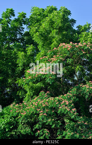 Mimosa Tree (Albizia julibrissin) in voller Blüte, Table Rock SP, Branson, Missouri, USA Stockfoto