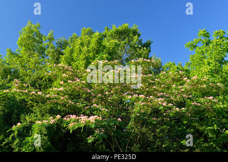 Mimosa Tree (Albizia julibrissin) in voller Blüte, Table Rock SP, Branson, Missouri, USA Stockfoto