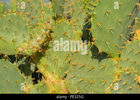 Prickly Pear cactus Opuntia spp.) Pads und Nadeln, Rio Grande City, Texas, USA Stockfoto