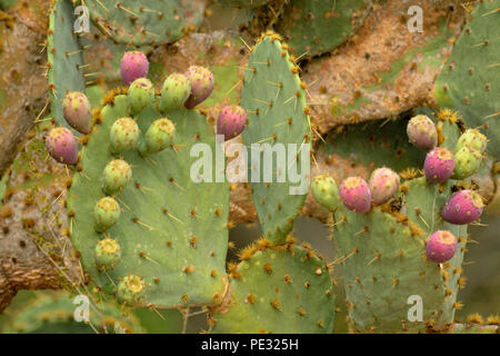 Prickly Pear cactus Opuntia spp.) Paddel mit reifenden Früchten, Rio Grande City, Texas, USA Stockfoto