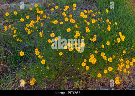 Lance-leaved Coreopsis (Coreopsis Integrifolia), Petit Jean State Park, Arkansas, USA Stockfoto